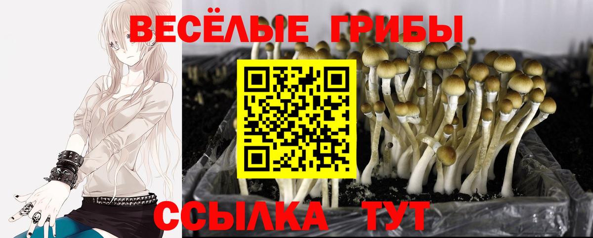 Псилоцибиновые грибы мицелий Бахчисарай
